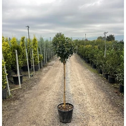 Téli bangita  VIBURNUM TINUS T80 K12
