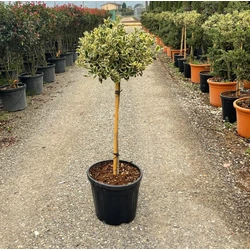 Közönséges magyal   ILEX AQUIFOLIUM ARGENTEOMARGINATA T80 K20