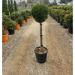 Leyland ciprus   CUPRESSOCYPARIS LEYLANDII PYRAMIDALIS T80 K20