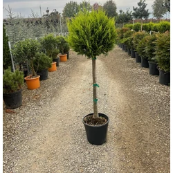 Arany lombú leyland ciprus CUPRESSOCYPARIS LEYLANDII CASTLEWELLAN GOLD T80 K20
