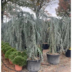 Kék csüngő atlasz cédrus CEDRUS ATLANTICA GLAUCA PENDULA 250/+ K180