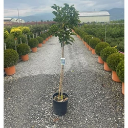 Liliomfa   MAGNOLIA SUSAN T80 K15