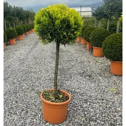 Arany lombú leyland ciprus CUPRESSOCYPARIS LEYLANDII GOLD RIDER T50 K18