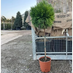 Törpe japán szugifenyő   CRYPTOMERIA JAPONICA GLOBOSA NANA T1/4 30/40 K15