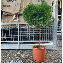 Törpe japán szugifenyő  CRYPTOMERIA JAPONICA GLOBOSA NANA T1/2 50/60 K15