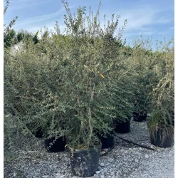 Paratölgy   QUERCUS SUBER TÖBBTÖRZSES 200/300 K130