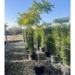 Lilaakác    WISTERIA SINENSIS T170/180 ESERNYŐ FORMA K30