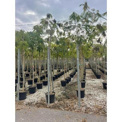 Selyemakác   ALBIZIA JULIBRISSIN T200 10/12 K30
