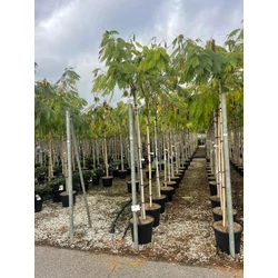 Selyemakác ALBIZIA JULIBRISSIN OMBRELLA T200 10/12 K30
