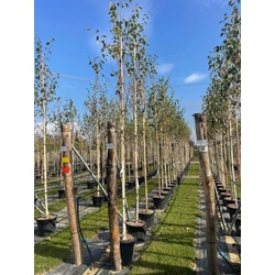 Himalájai nyír   BETULA UTILIS DOORENBOS T200 10/12 K35