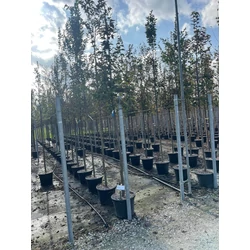 Közönséges gyertyán   CARPINUS BETULUS T200 10/12 K30