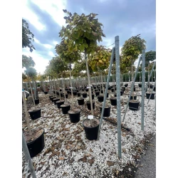 Gömb szivarfa   CATALPA BIGNONIOIDES NANA T200 12/14 K55