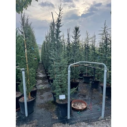 Oszlopos atlasz cédrus  CEDRUS ATLANTICA FASTIGIATA 200/250 K30