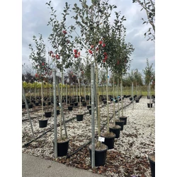 Fénylő levelű galagonya  CRATAEGUS CARRIEREI T200 8/10 K30