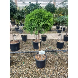 Törpe japán szugifenyő  CRYPTOMERIA JAPONICA GLOBOSA NANA T1/2 K18