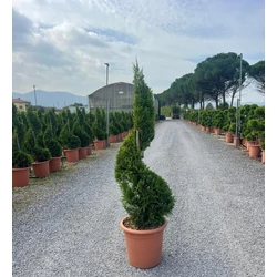 Arany lombú leyland ciprus CUPRESSOCYPARIS LEYLANDII CASTLEWELLAN GOLD SPIRÁL K12
