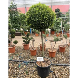 Arany lombú leyland ciprus CUPRESSOCYPARIS LEYLANDII GOLD RIDER T1/2 K25