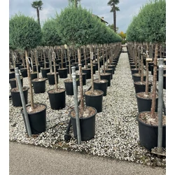 Oszlopos, kék arizóniai ciprus CUPRESSUS ARIZONICA FASTIGIATA T1/2 K25