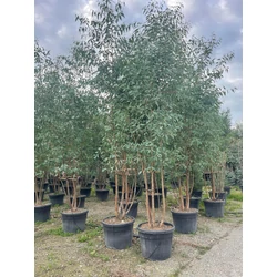 Havasi eukaliptusz EUCALYPTUS CAMALDULENSIS ROSTRATA TÖBBTÖRZSES 350/400 K110