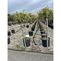 Közönséges magyal   ILEX AQUIFOLIUM ARGENTEOMARGINATA T1/2 K18