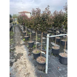 Kínai selyemmirtusz LAGERSTROEMIA INDICA BURGUNDY COTTON T1/2 K15