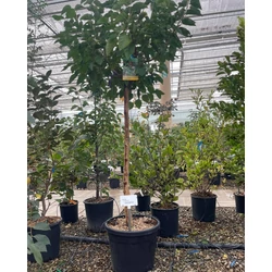 Eperfa MORUS NIGRA T1/2 K35
