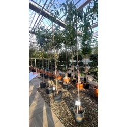 Csüngő díszcseresznye   PRUNUS SERRULATA KIKU SHIDARE ZAKURA T200 6/8 K18