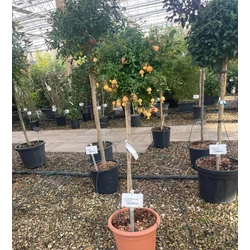 Törpe gránátalma PUNICA GRANATUM NANA GRACILISSIMA T1/2 K14