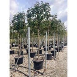 Kínai vadkörte   PYRUS CALLERYANA CHANTICLEER T200 FAL K110