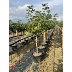 Füge FICUS CARICA T1/2 K35