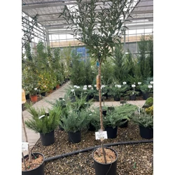 Ferragnes mandula PRUNUS DULCIS FERRAGNES T1/2 K15