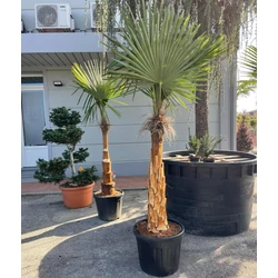 Kínai kenderpálma CHAMAEROPS EXCELSA TISZTÍTOTT TÖRZS T100/120 