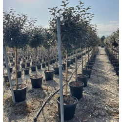 Ezüstfa    ELAEAGNUS EBBINGEI T1/2 50/70 K30