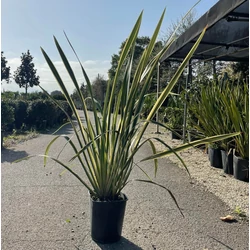 Vászonfű PHORMIUM TENAX VARIEGATUM 100/+ K12