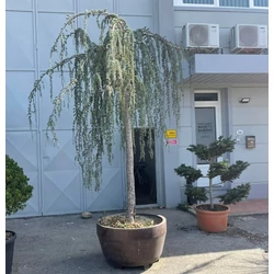 Kék csüngő atlasz cédrus CEDRUS ATLANTICA GLAUCA PENDULA T200 25/30 DEKOR CSERÉPBEN