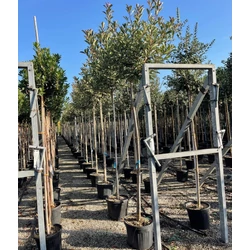 Örökzöld korallberkenye   PHOTINIA FRASERI PINK MARBLE T190-200 8/10 K35