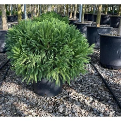 Törpe japán szugifenyő  CRYPTOMERIA JAPONICA GLOBOSA NANA 40/50 K15
