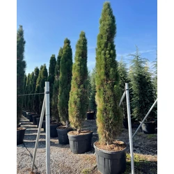 Oszlopos feketefenyő    PINUS NIGRA GREEN TOWER 300/350 K230
