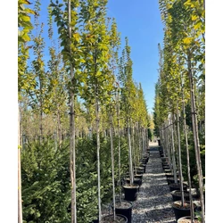 Oszlopos gyertyán  CARPINUS BETULUS LUCAS T200 6/8 K30