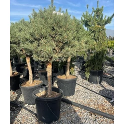 Törpe erdeifenyő PINUS SYLVESTRIS WATERERI T1/4 50/60 K25