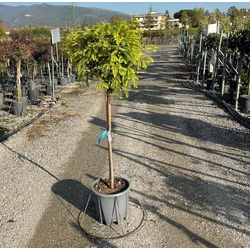 Kínai mamutfenyő  METASEQUOIA GLYPTOSTROBOIDES T1/2 K18