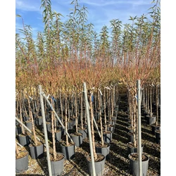 Mandula PRUNUS AMYGDALUS FAJTÁK T1/2 K15