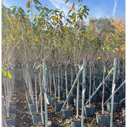 Cseresznye PRUNUS AVIUM FAJTÁK T1/2 K15