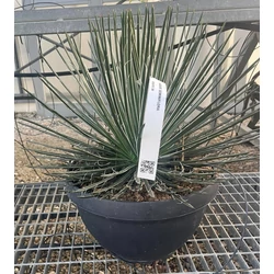Agávé AGAVE GEMINIFLORA LAPOS TÁLBAN K25