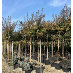 Selyemakác ALBIZIA JULIBRISSIN OMBRELLA T200 4/6 K18