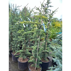 Atlasz cédrus  CEDRUS ATLANTICA AUREA 125/+ K18