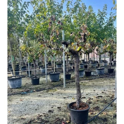 Aprólevelű fagyal LIGUSTRUM JONANDRUM T1/2 K18