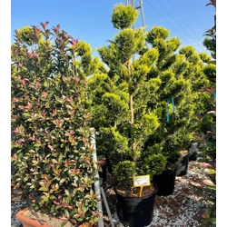 Arany lombú leyland ciprus CUPRESSOCYPARIS LEYLANDII GOLD RIDER POM-PON K55