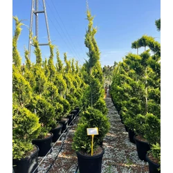 Arany lombú leyland ciprus CUPRESSOCYPARIS LEYLANDII GOLD RIDER SPIRÁL K45
