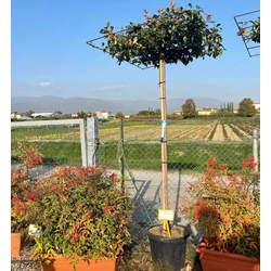 Örökzöld korallberkenye PHOTINIA FRASERI RED ROBIN T200 TETŐ FORMA K45